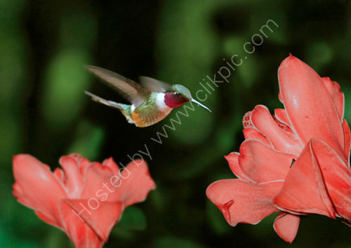 Scintillant Hummingbird