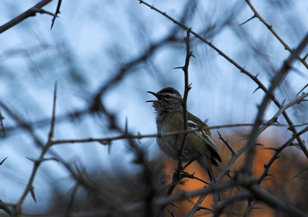White Browed Scrub Robin