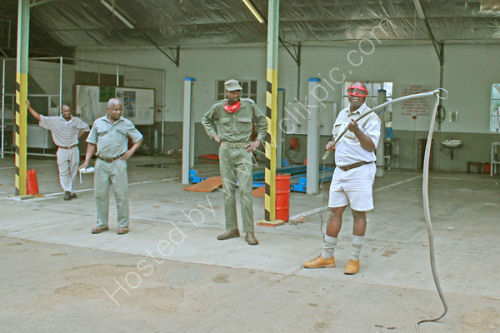 Suited and Booted Snake Ranger with Mamba.