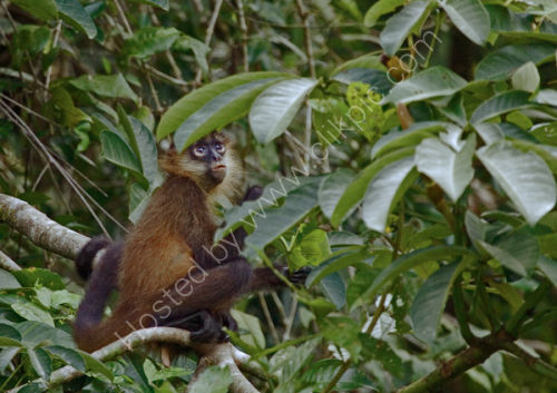 Spider Monkey