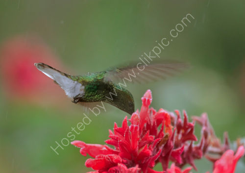 Striped Tailed Hummingbird