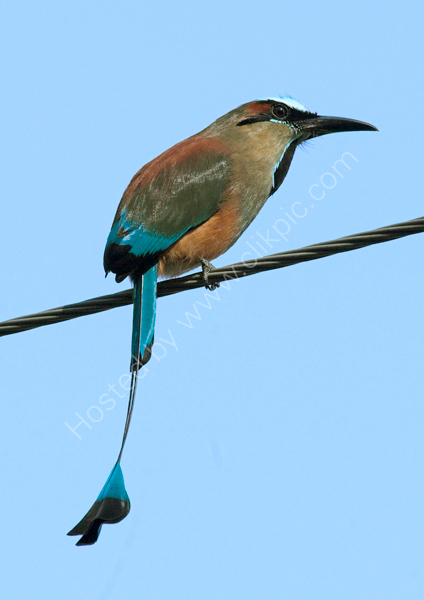 Turqouise-browed Motmot