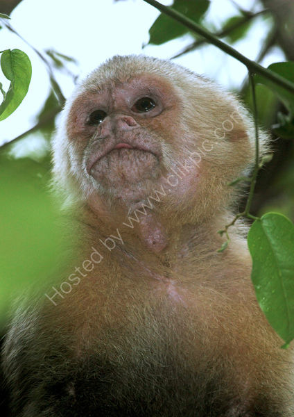 White-faced Cappucin Monkey