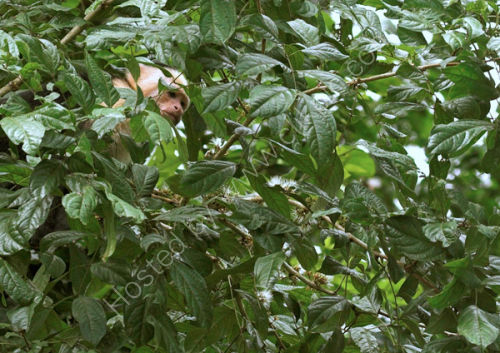 White-faced Cappucin Monkey