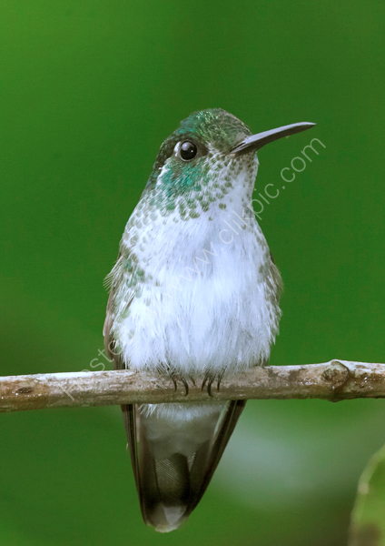 White-tailed Emerald