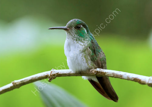 White-tailed Emerald