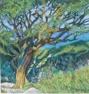 Hill Hawthorn