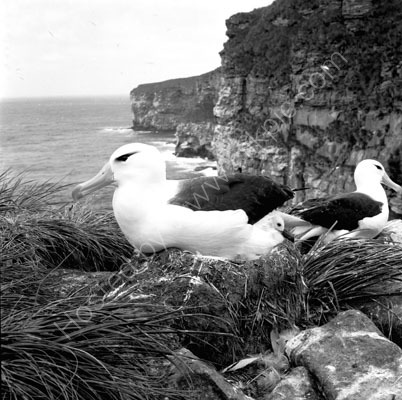 Black Browed Albatross and Chick