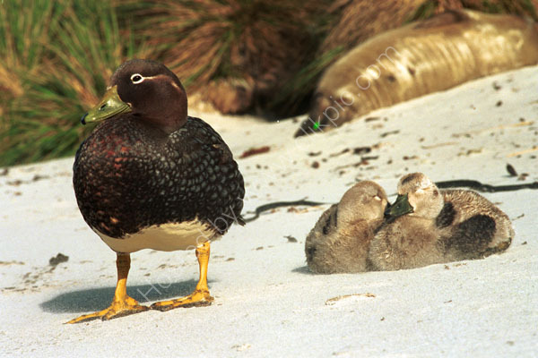 Flightless Logger Duck-Female