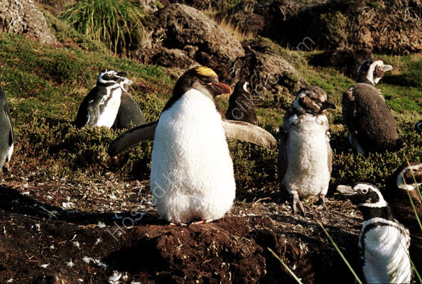 Macaroni,and Magellanic Penguins