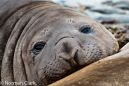  DSC6165-Southern Elephant Seal 