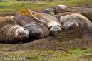  DSC6183-Southern Elephant Seal