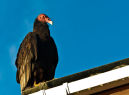  DSC6460-Turkey Vulture