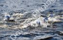 Loch Ness Monster Swim-040