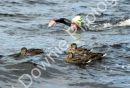 Loch Ness Monster Swim-098