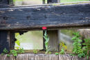 Poppy Popping Up