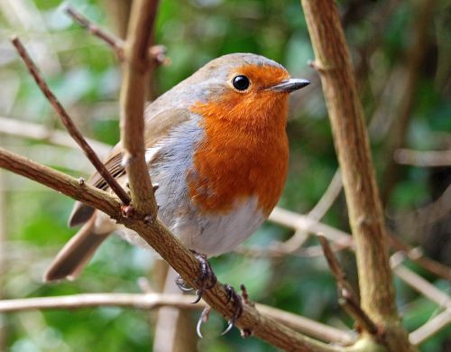 My Robin