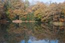 Epping Forest Reflection