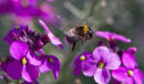 Flower Hopping