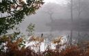 Misty. Epping Forest