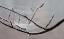 Web