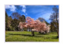 Magnolia