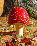 Redcap