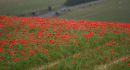Poppy Field On Devil's Dyke