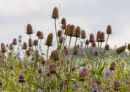 Teasels