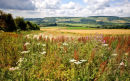 Wild Flowers on Sussex Downs