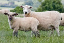 Ewe and Lamb