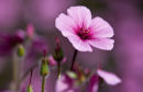 Perfectly Pink