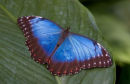 Blue Morpho