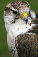 Falcon