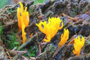 Calocera viscosa