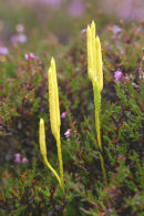 Lycopodium