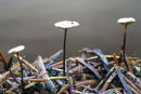 Marasmius