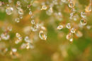 Raindrops