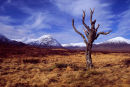 The Sentinel