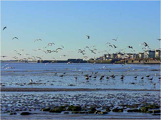 Seagulls at Bridlington