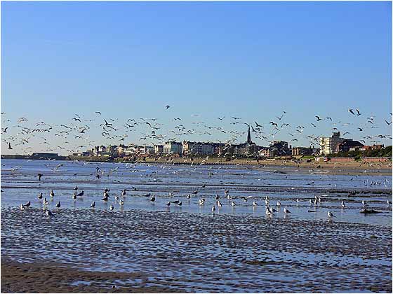Seagulls at Bridlington