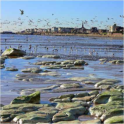 Gulls at Bridlington