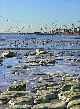 Bridlington Gulls
