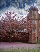 Blossom at Burton Agnes