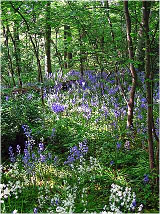 Bluebells
