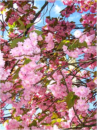 Spring Blossom