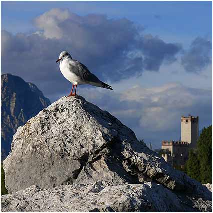 King of the Castle
