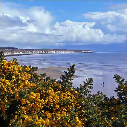 Flamborough Head and Gorse