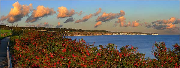 Flamborough Head, Red Fuschia Bushes