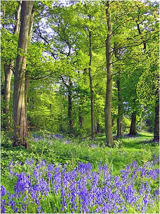 Bluebells at Sewerby Hall